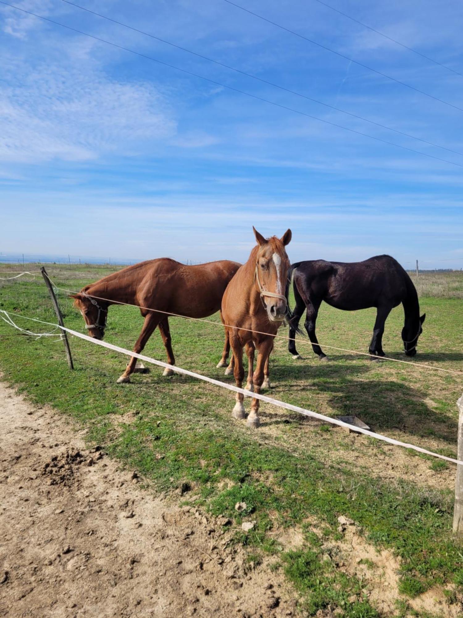 Totvar Lovas Szallashely Kovagotottos Buitenkant foto