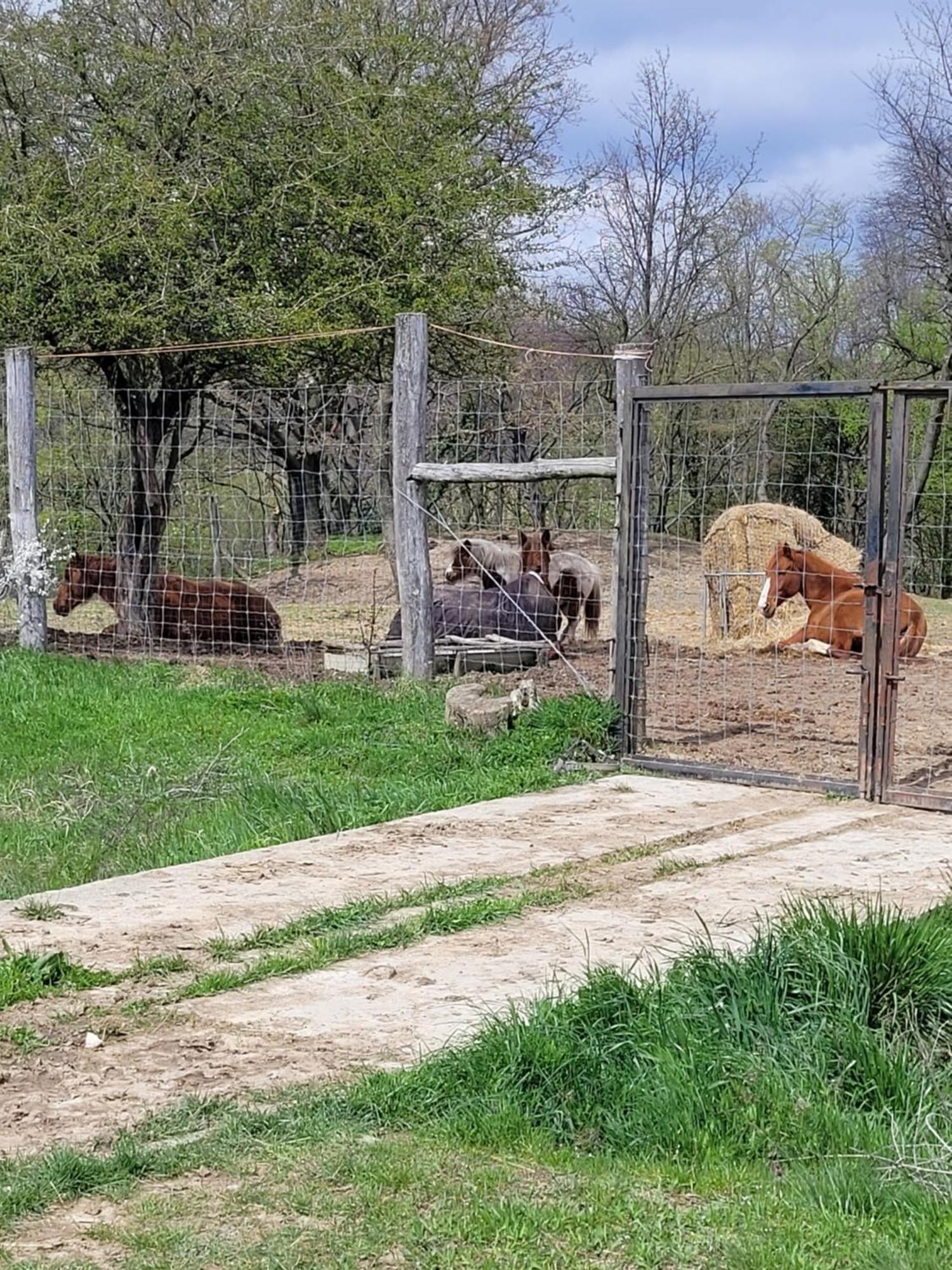 Totvar Lovas Szallashely Kovagotottos Buitenkant foto